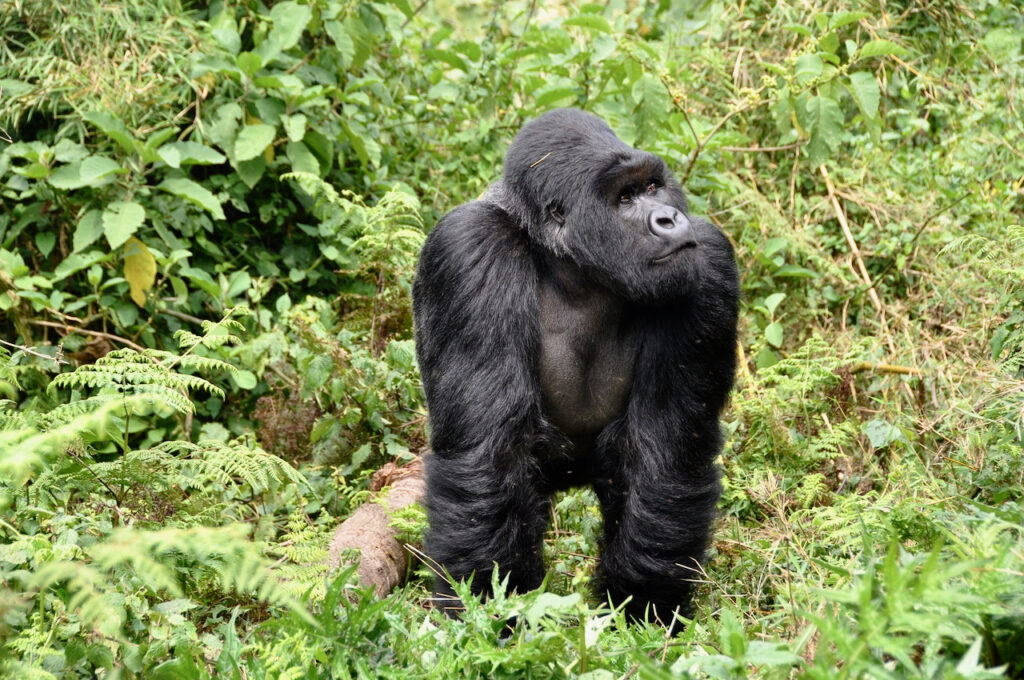 GORILLA TREKKING IN RWANDA (Bisate Lodge_ Gorilla Trekking)